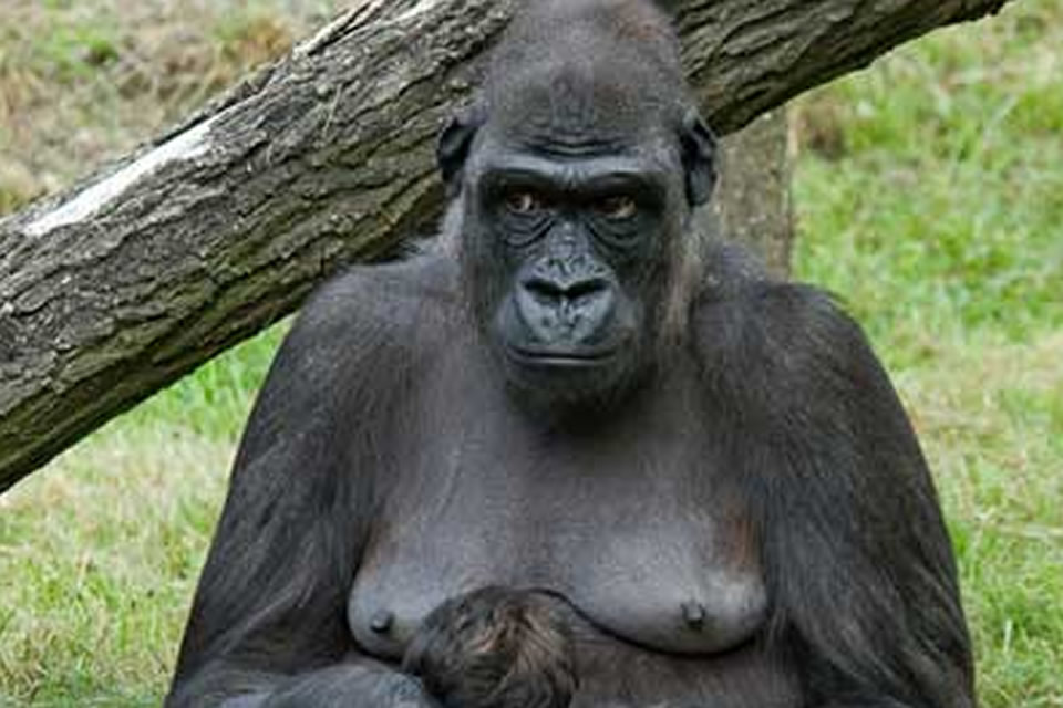 Gorillas Revealed on WildlifeDirect with live coverage from Limbe