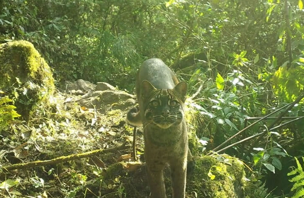 Asian Golden Cat Range Expands, but Declines Continue amid Rising Threats