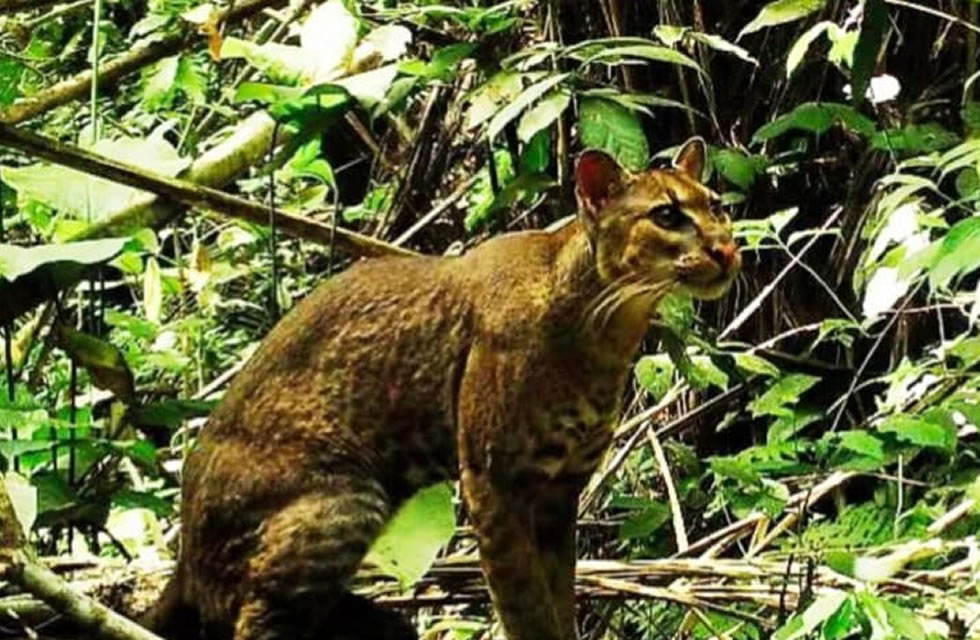 Small Cat Conservationists Hail Uganda’s new Echuya Forest