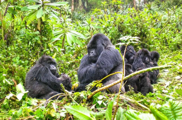 rwanda-mountain-gorillas Rwanda Mountain Gorillas
