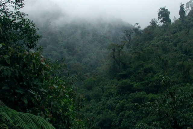 Bwindi Impenetrable Forest