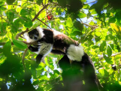 Experience Madagascar Madagascar Lemurs